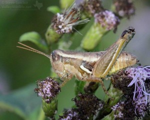 Grasshoppers show very interesting colors and patterns when views at close range.