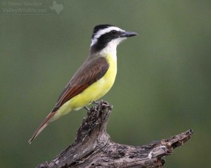 A Great Kiskadee shows its colors and watches for prey in South Texas.