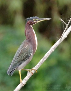 A Green Heron in a South Texas marsh.
