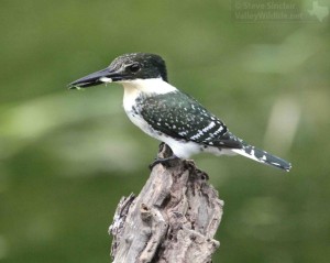 A Green Kingfisher on a dead snag, one of its favorite perches.