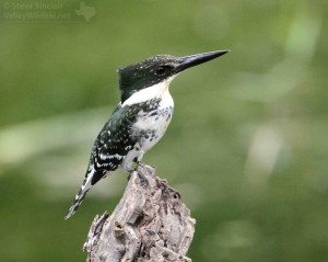 This is our smallest kingfisher species.