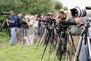 Looking at the kingfisher from a distance.