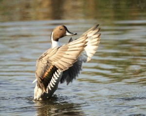 A beautiful male Northern Pintail.