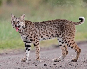 A beautiful Bobcat shows its patterned tawny colored coat in South Texas.