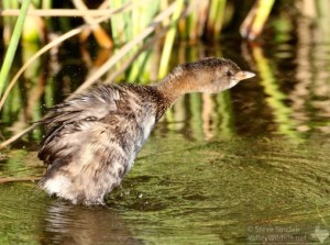 A Pied-billed Grebe shakes itself to shed water from its plumage.