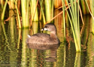 There was excellent lighting for a shot of this Pied-billed Grebe.