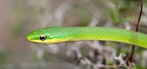 A close look at a beautiful Rough Green Snake.