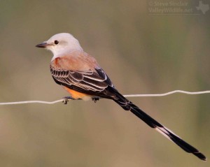 It's hard not to take pictures of this elegant bird.