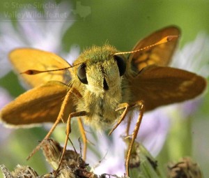 Here's a very close look at a yellow-colored skipper species.