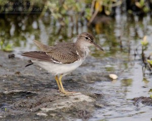 This shorebird is our most common sandpiper.