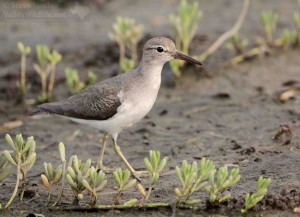 A close look at a Spotted Sandpiper. In winter, this small sandpiper lacks spots.