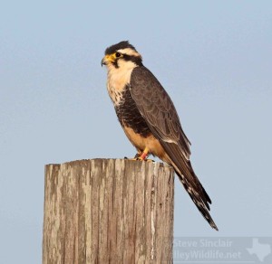 A smart looking Aplomado Falcon from South Texas.