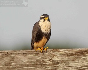 The Aplomado Falcon watches and waits for prey to show itself in its grassland habitat.