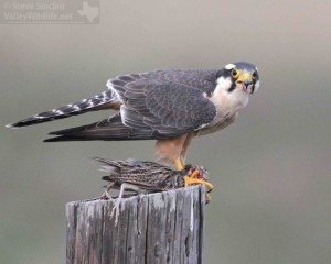 This Aplomado came back to its fence post perch with a meadowlark.
