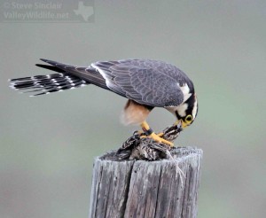 This falcon catches ground squirrels, meadowlarks, and other ground birds.