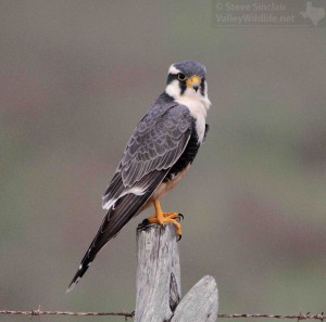 Look for this beautiful raptor when birding South Texas!