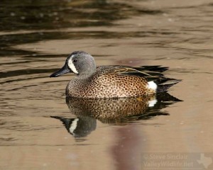 A beautiful male Blue-winged Teal.