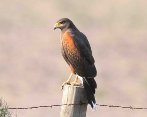 The Harris Hawk is a fairly common sight in South Texas.