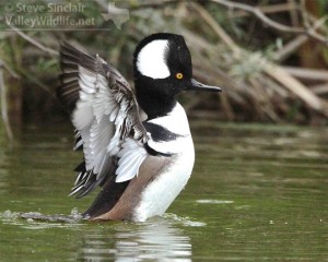 The Hooded Merganser is a beautiful little, fish eating duck.