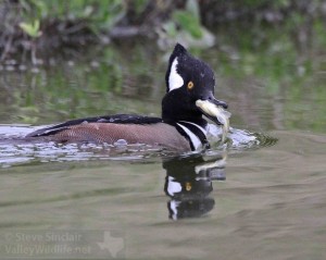 Hooded merganser No. 3