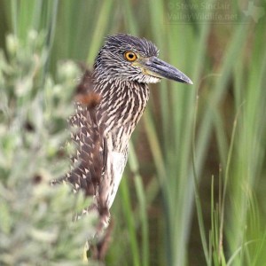 A Juvenile Yellow-crowned Night Heron.