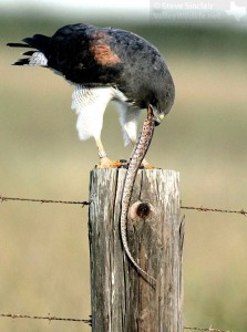 A White-tailed Hawk with its prey.