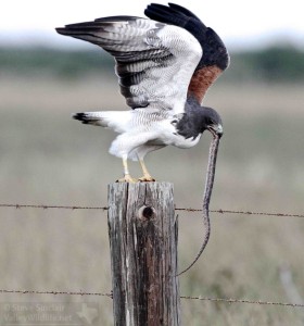 A White-tailed Hawk readies itself to take flight.