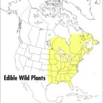 A Field Guide to Edible Wild Plants: Eastern and central North America (Peterson Field Guides) - Image 3