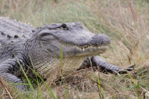 A close look at an American Alligator.