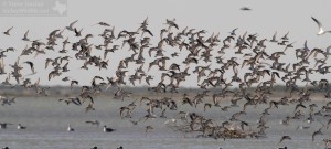 A big flock of shorebirds takes to the air at Bahia Grande.