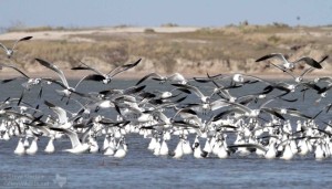 Laughing Gulls forage for fish and shrimp at Bahia Grande.
