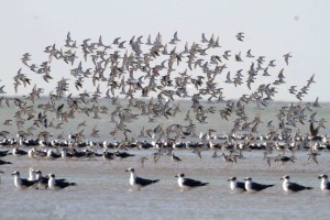 Sanderlings fly over gulls at Bahia Grande.