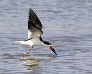 A Black Skimmer was dipping its long orange and black bill into the water.