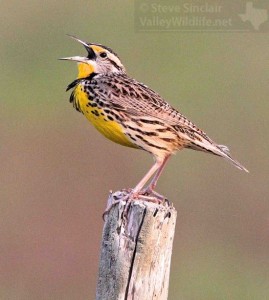 Eastern Meadowlarks love to sing from the top of a fence post.