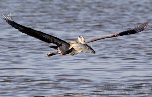 A Great Blue Heron flew off with a hefty meal!