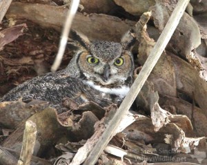 Great Horned Owl on eggs.