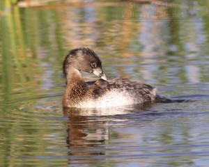 A Pied-billed Grebe preened and foraged near the spoonbills.