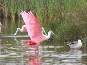 Roseate Spoonbills added color to the marsh.