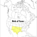 A Field Guide to the Birds of Texas: and Adjacent States (Peterson Field Guides) - Image 2