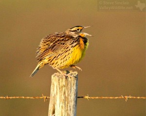 An Eastern Meadowlark sings at sunset.
