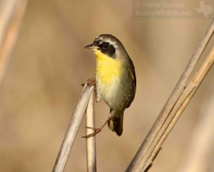 Another look at the yellowthroat.