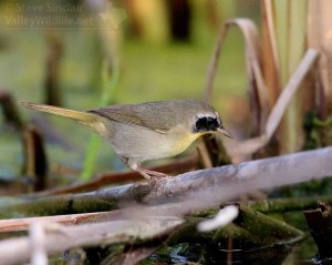 A male Common Yellowthroat.