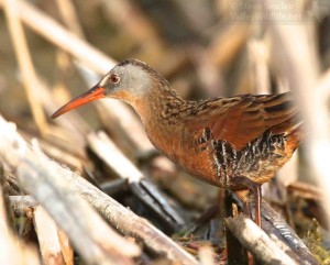 Virginia Rails are fairly common but typically tough to see.