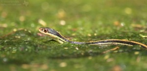 The Gulf Coast Ribbon Snake is another neighbor.