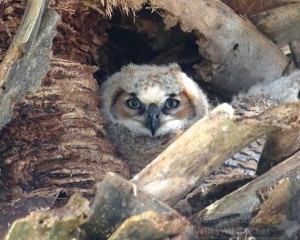 A Juvenile Great Horned Owl.