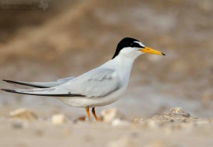 The elegant, distinguished Least Tern.