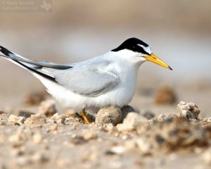 A Least Tern gets ready to brood.