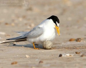 A Least Tern with a precious, camouflaged egg.