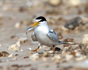 A Least tern with a tiny fish.