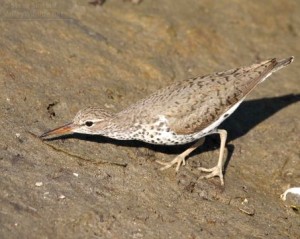 The Spotted Sandpiper is our most common shorebird.